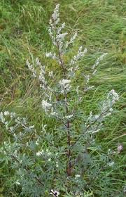 Mugwort: Mother of Herbs